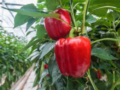 Tips for Growing Potted Bell Peppers Image